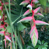Heliconea Sexy Pink