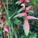 Heliconea Sexy Pink