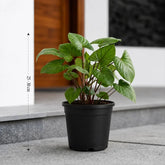 Homalomena Rubescens