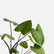 Homalomena Rubescens