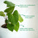 Homalomena Rubescens