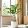 Indoor Areca Palm