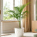 Indoor Areca Palm