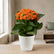 Kalanchoe Orange