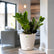 ZZ Plant Black