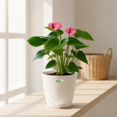 Anthurium Mini Purple Indoor Plant