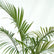 Indoor Areca Palm