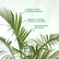 Indoor Areca Palm