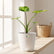 alocasia gigantea aurea with pot