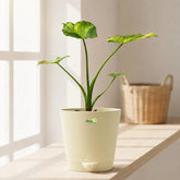 alocasia aurea plant