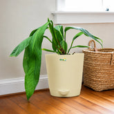 anthurium pallidiflorum plant