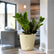 ZZ Plant Black