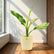 big ben dieffenbachia with pot
