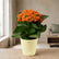 Kalanchoe Orange