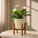 anthurium white flamingo online