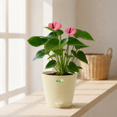 Anthurium Mini Purple with Pot