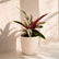 Calathea Triostar