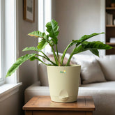philodendron ring of fire variegated with pot