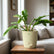 philodendron ring of fire variegated with pot
