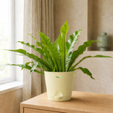 bird nest fern plant online