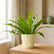 bird nest fern plant online