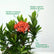Ixora Minature