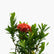 Ixora Minature
