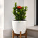 Ixora Minature