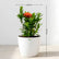 Ixora Minature