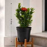 Flowering Plant online
