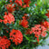 Ixora Minature