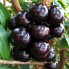 Jaboticaba Grimal