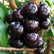 Jaboticaba Grimal