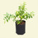 Jaboticaba Honey Drop