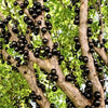 Jaboticaba Honey Drop