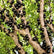Jaboticaba Honey Drop