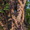 Jaboticaba Sabara