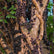 Jaboticaba Sabara