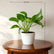 Jade Pothos