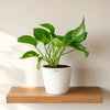 Jade Pothos