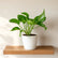 Jade Pothos