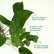 Jade Pothos