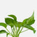 Jade Pothos