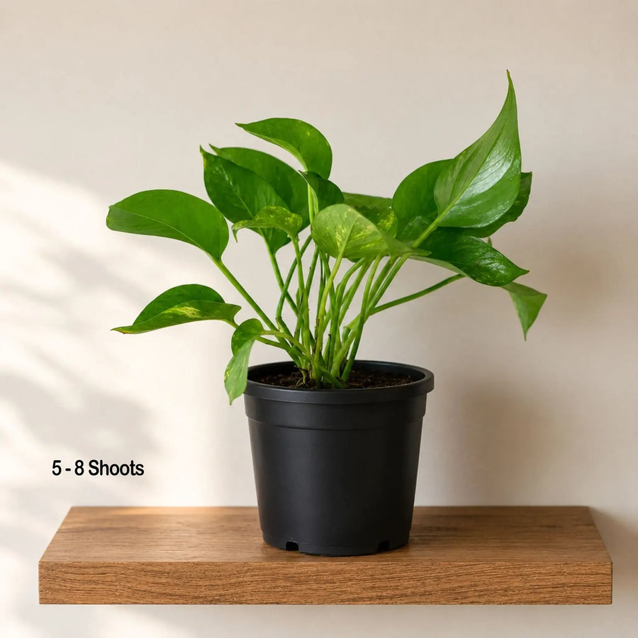medium jade pothos