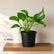 large jade pothos