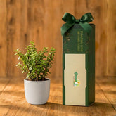 Jade Plant | Corporate Branding Edition
