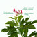 Jatropha