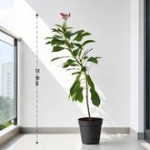 Jatropha Ornamental Foliage