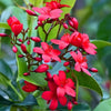 Jatropha