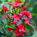 Jatropha